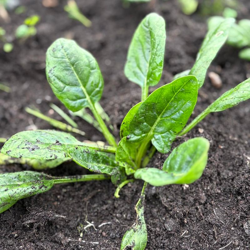 Spinach Thrives When Planted As The Moon Grows Brighter