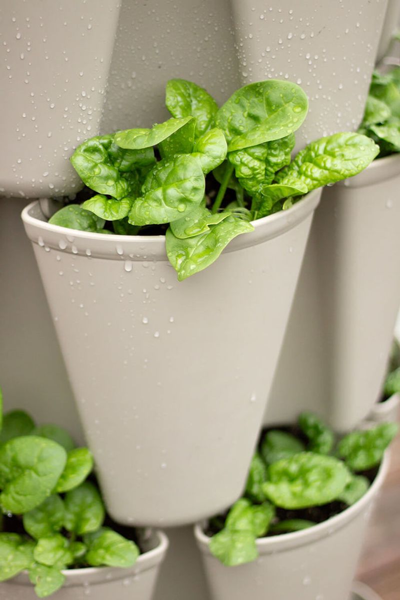 Spinach Tolerates Cool Indoor Conditions
