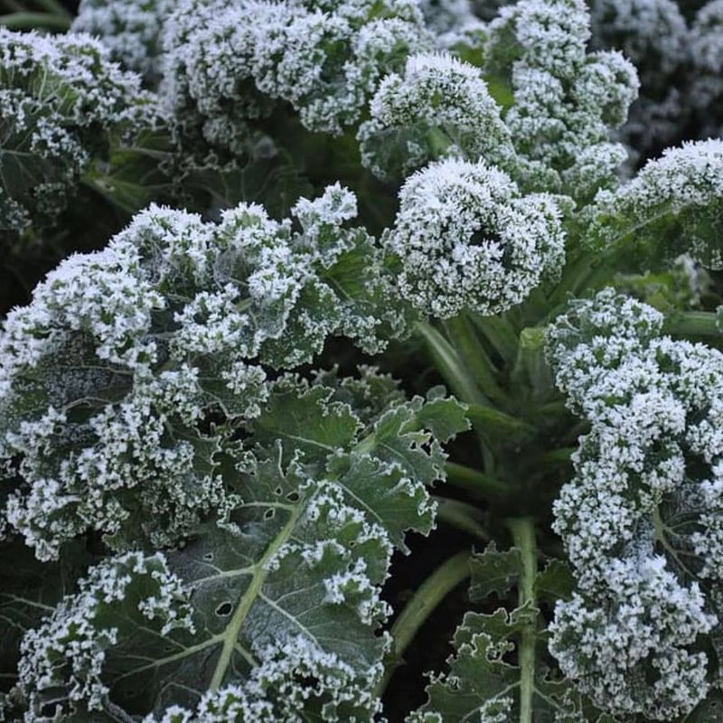 Kale Offers Flavor And Nutrition In Cooler Temperatures