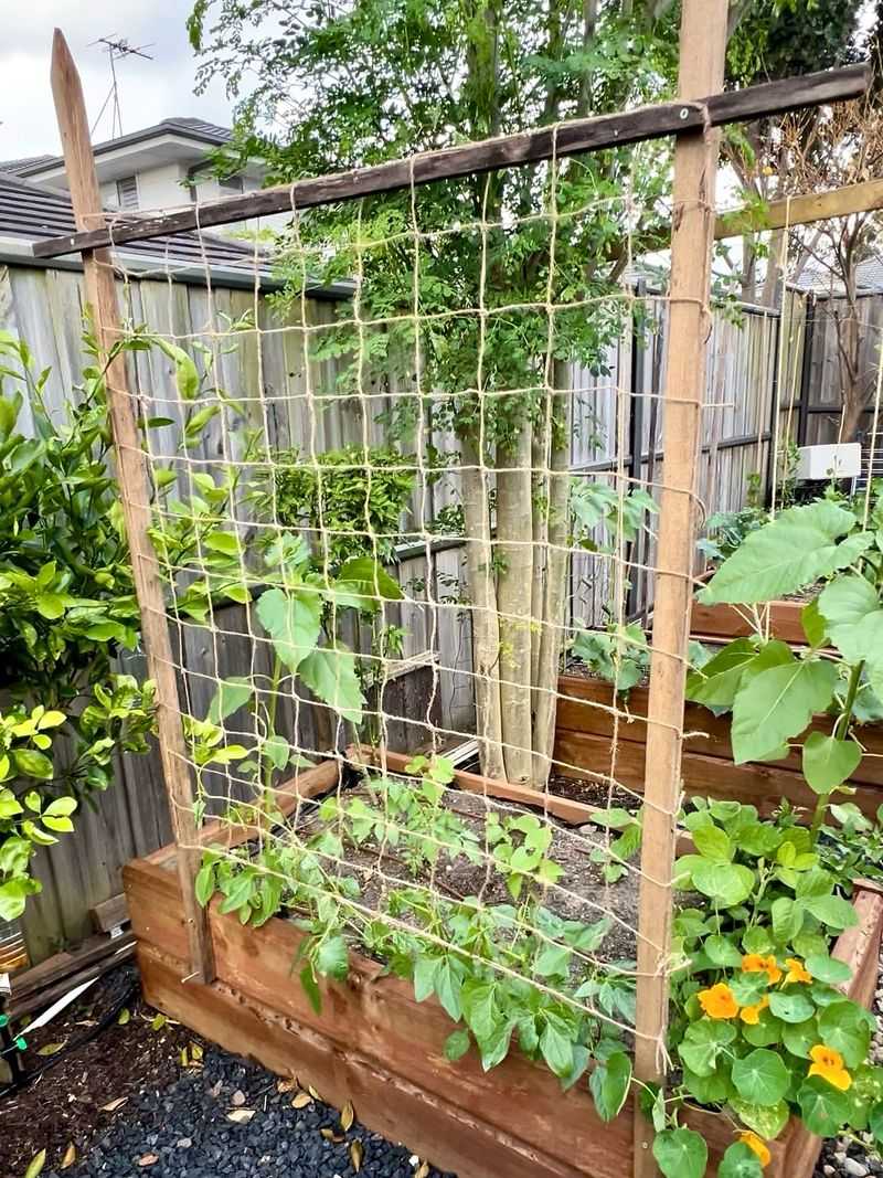 Green Beans (Phaseolus vulgaris)