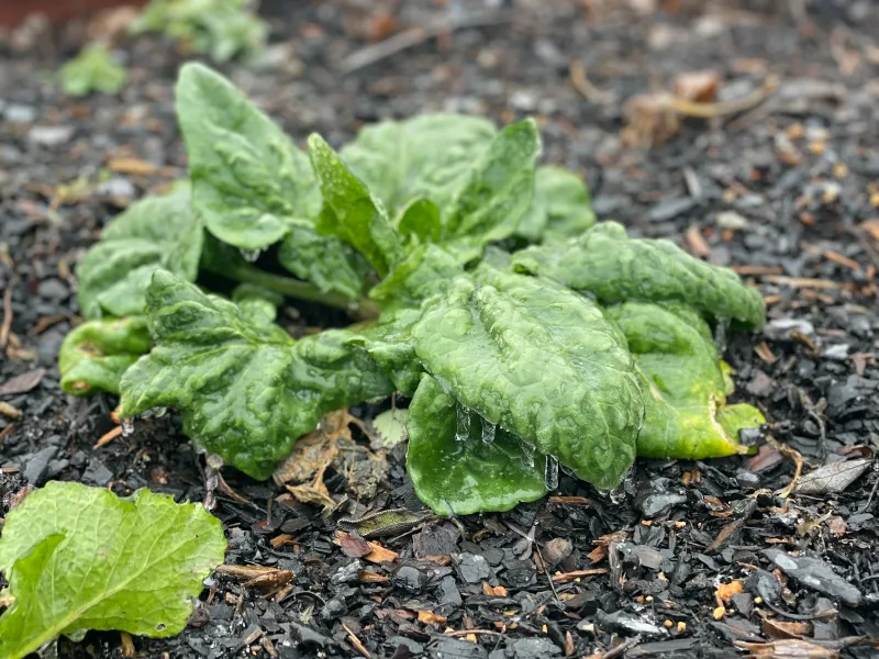 Spinach Struggles In Humid Weather