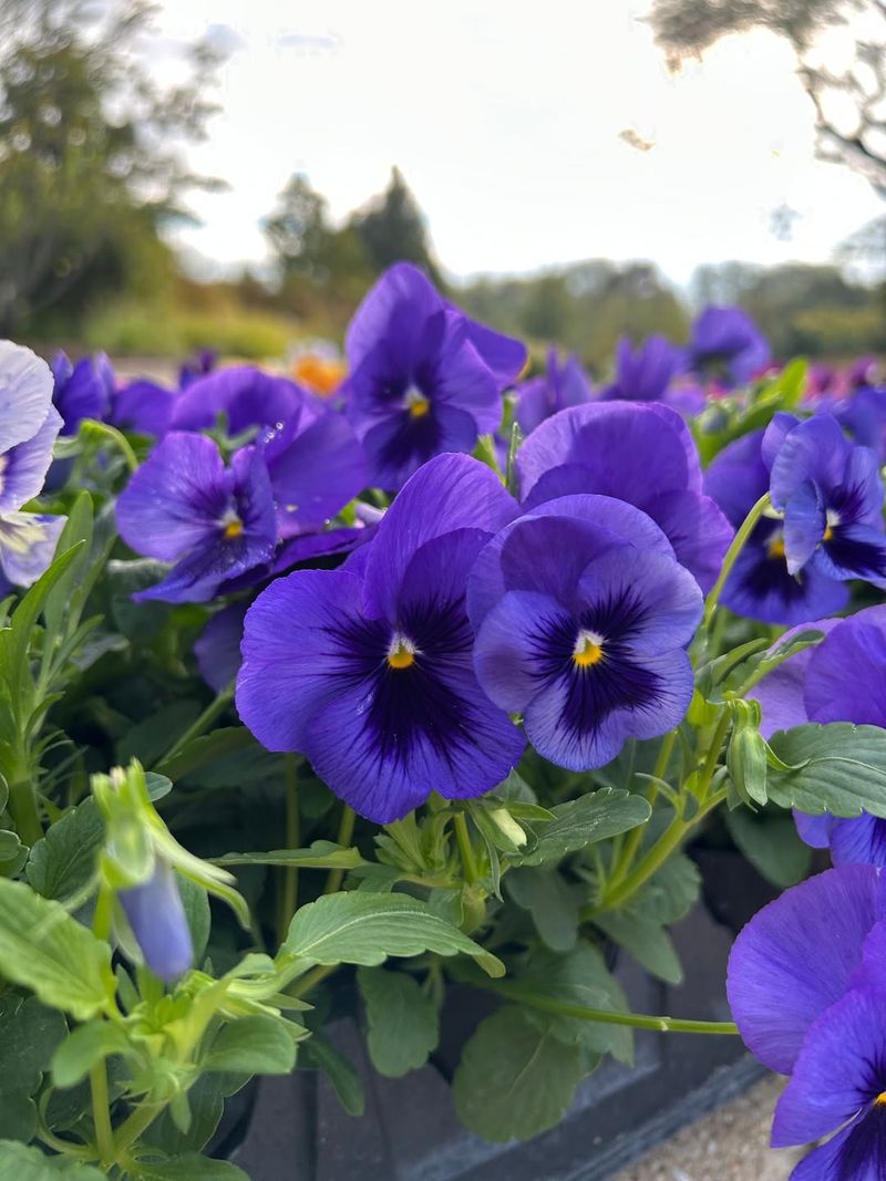 Pansies Keep Blooming Through Georgia's Cold Snaps