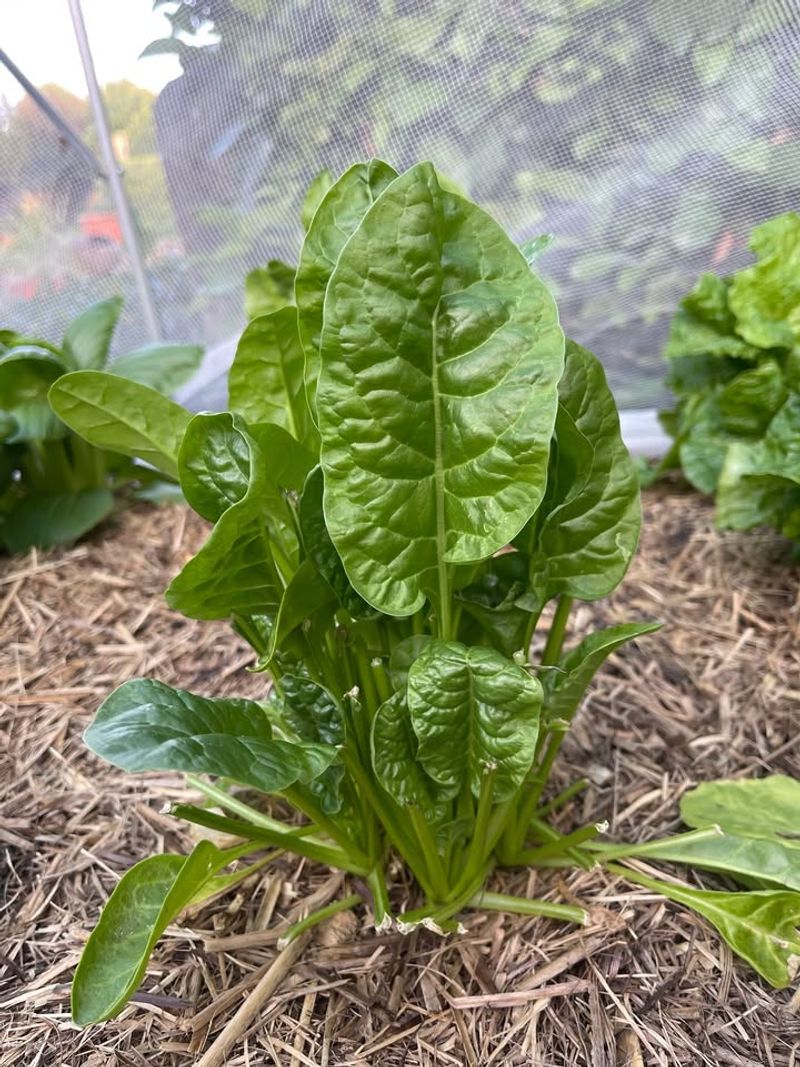 Spinach Grows Strong Before Georgia Heat Arrives
