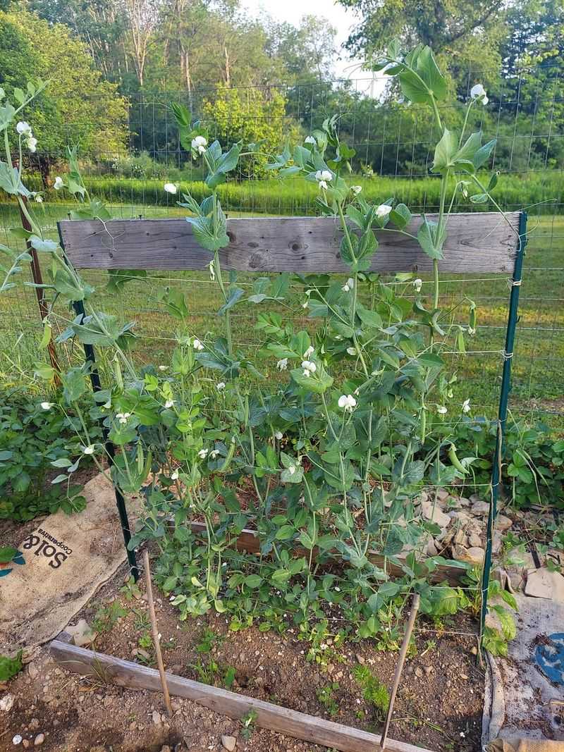 Don't Miss Out On Sweet Tender Peas