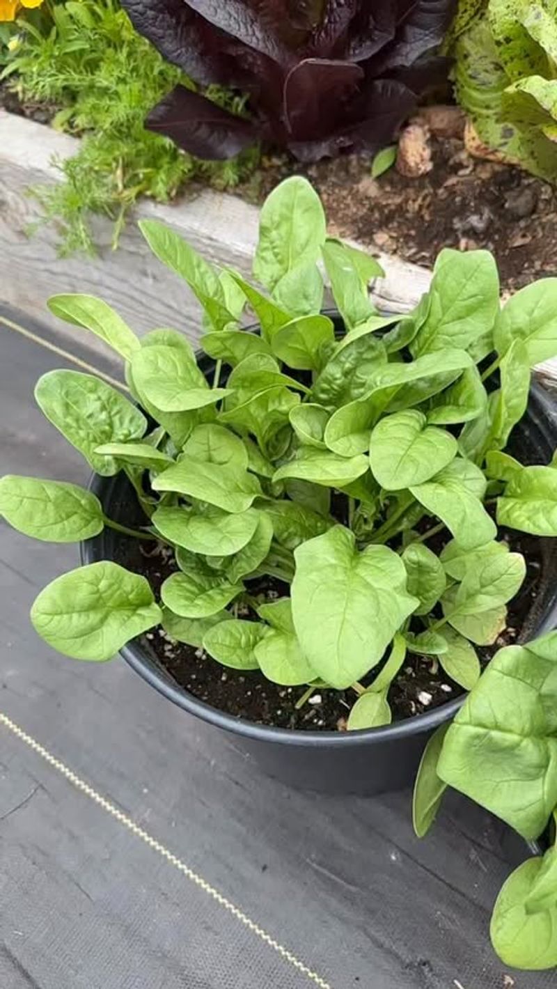 Spinach Grows Quickly In Early Season Pots With Mild Temperatures