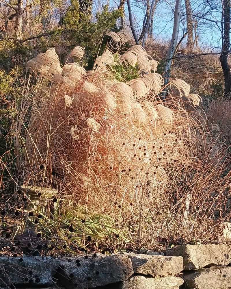 Dry Ornamental Grasses (Unmaintained)