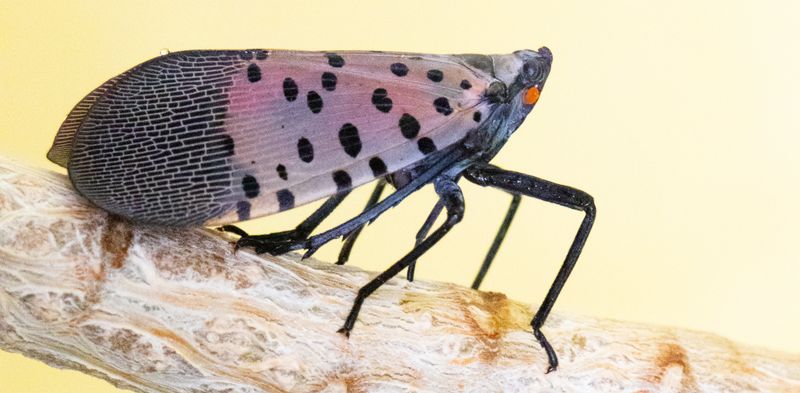 Rapid Spread Occurs Through Accidental Human Transport