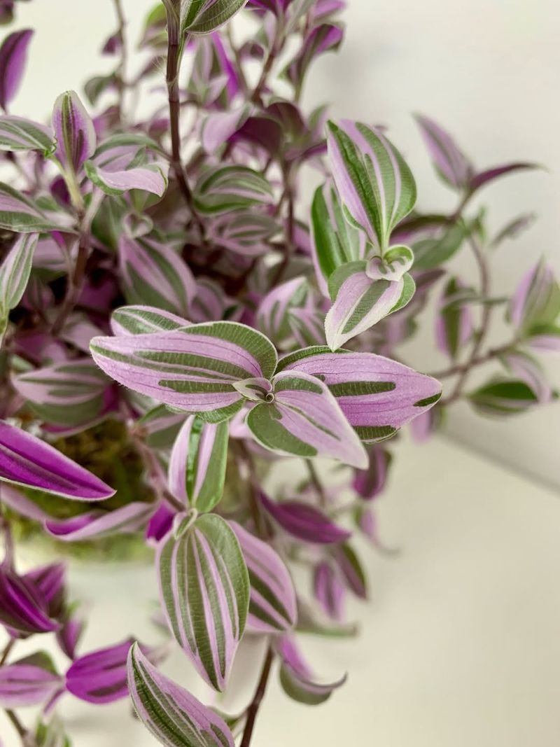 Warm Shade Encourages Healthy Growth