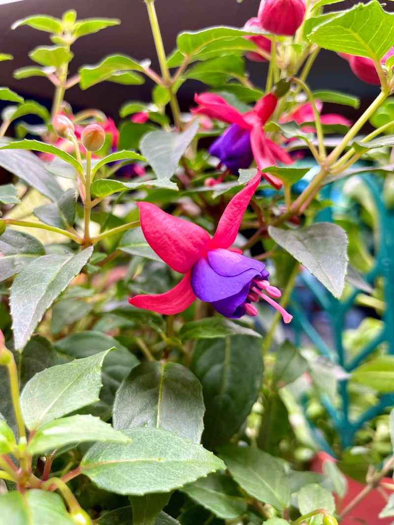 Good Air Circulation Reduces Pest Problems Inside