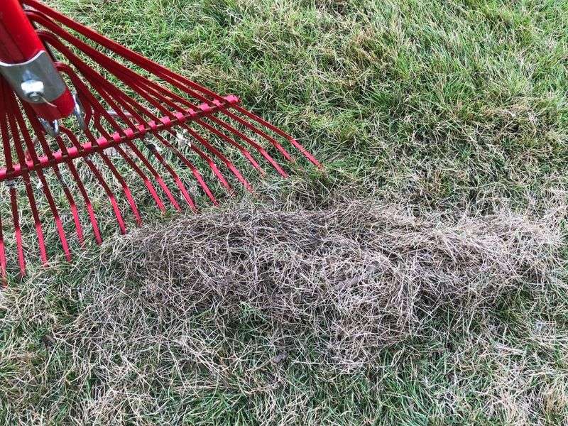 Remove Thatch And Winter Debris