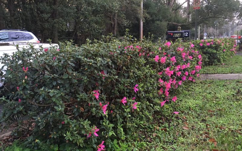 Azaleas Often Decline In Florida Conditions