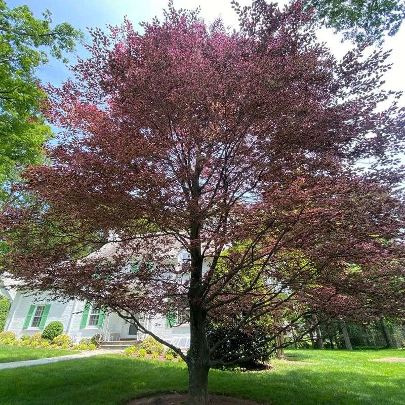 European Beech Because Of Poor Winter Hardiness