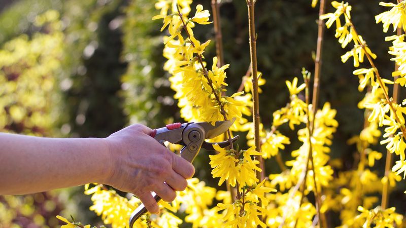 Forsythia Should Only Be Trimmed After Flowering