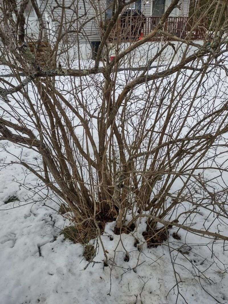 Bare Branches In Late Winter Mislead Many Gardeners
