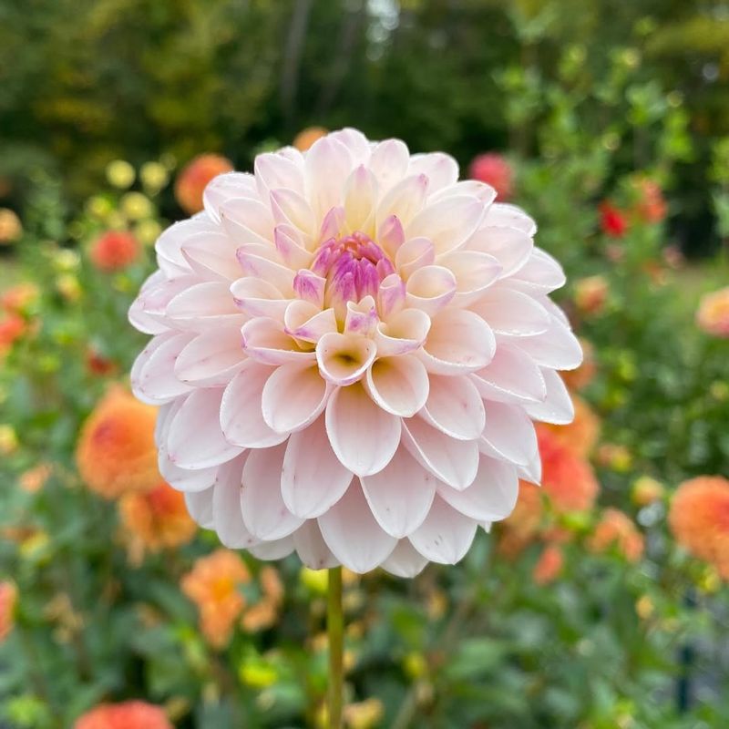 Dahlias