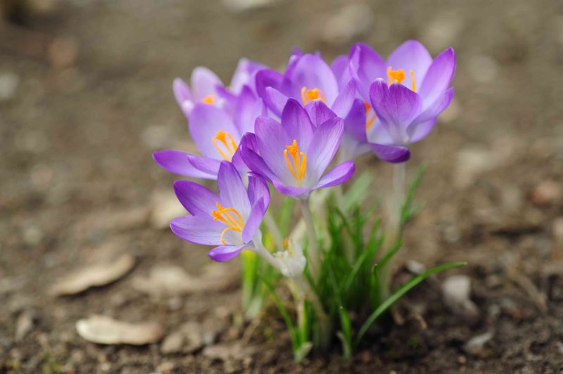 Crocus (Crocus spp., Spring Varieties)