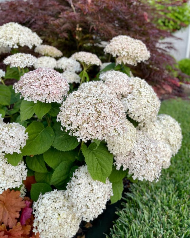White Hydrangea
