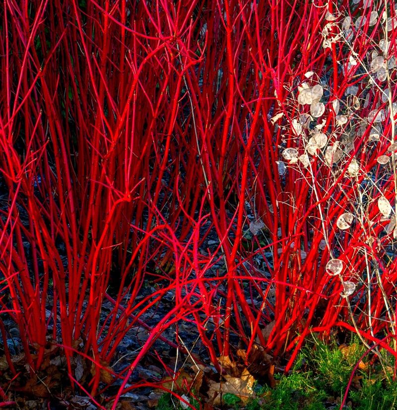 Ruby Slippers® Red Twig Dogwood (Cornus Sericea)