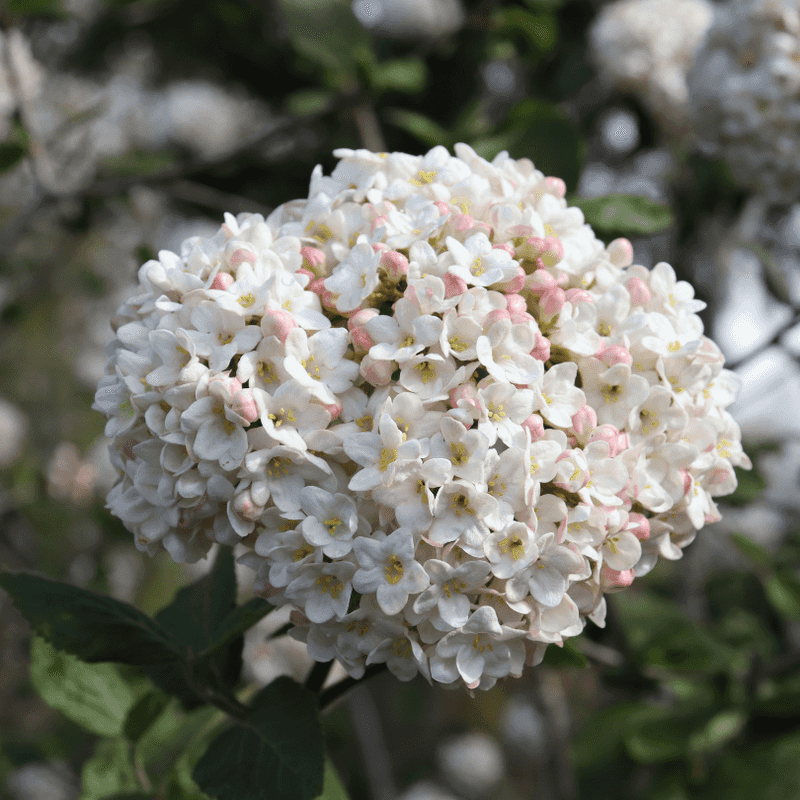 Spice Cowboy™ Koreanspice Viburnum (Viburnum carlesii)