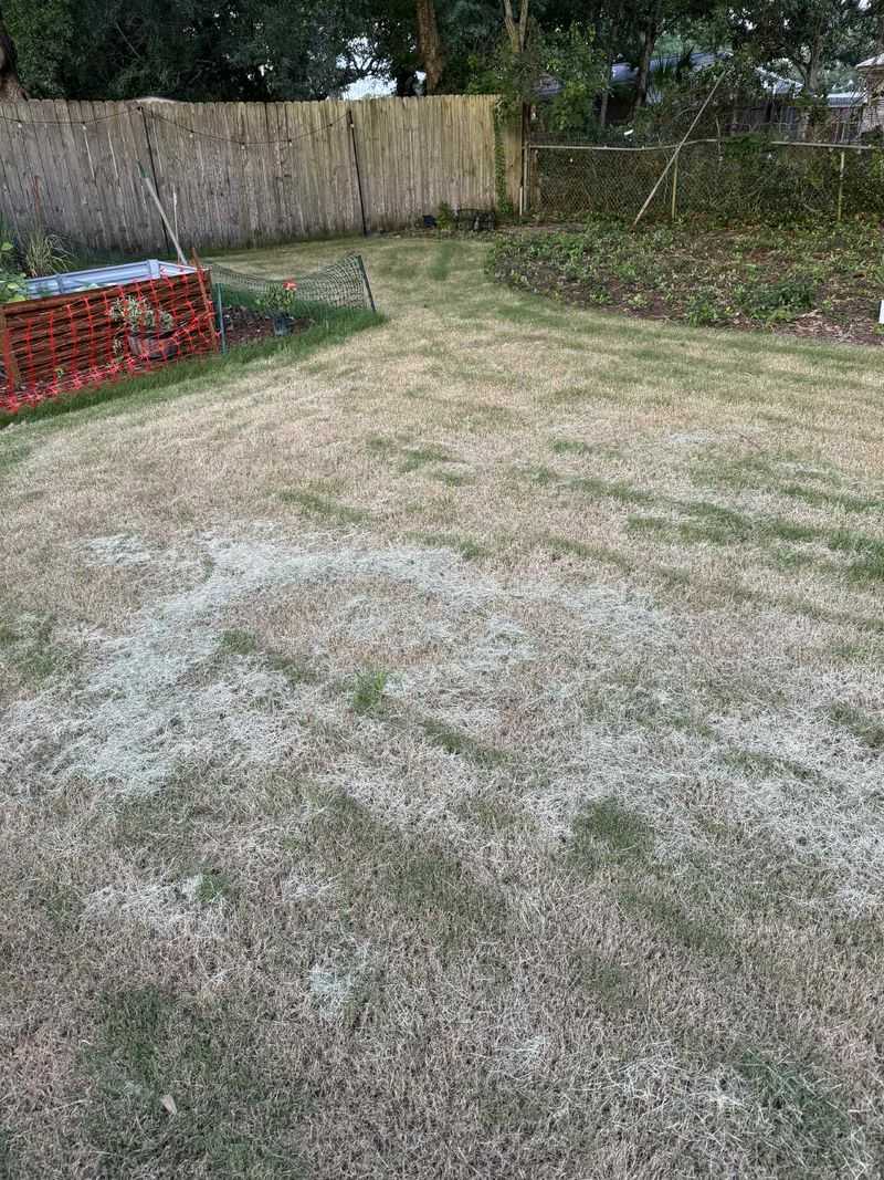 Avoid Scalping The Lawn