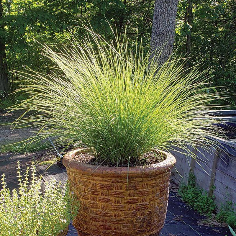 Prairie Dropseed Creates Soft Texture