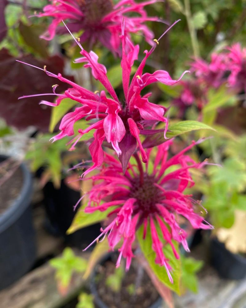 Bee Balm Attracts Pollinators With Little Effort