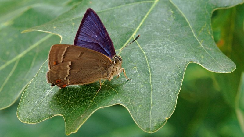 Oak Trees Support Many Hairstreak Butterfly Species