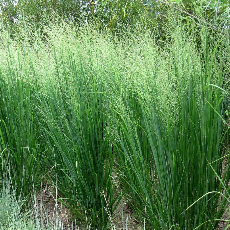 Switchgrass Offers Strong Natural Fibers For Nests