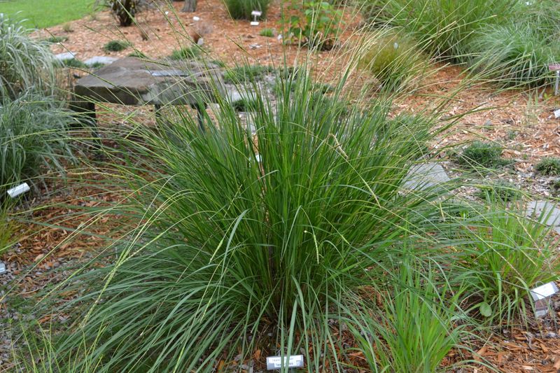 Fakahatchee Grass Grows Back From Tough Roots