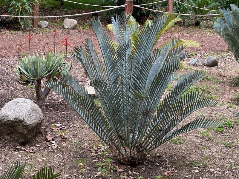 The Cycad Poaching Crisis