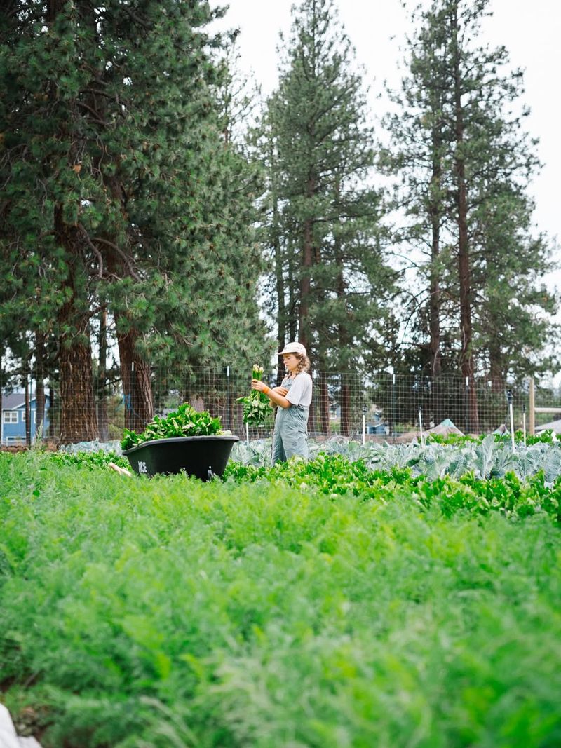 Growing Food The Natural Way