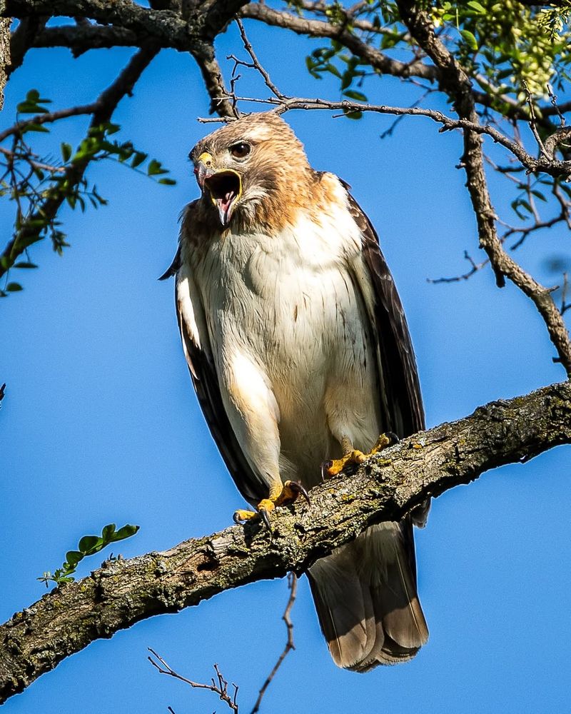 Increased Prey Activity Attracts Hunting Hawks