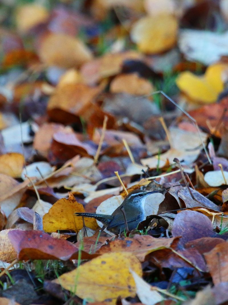 Keep Leaf Litter In Place