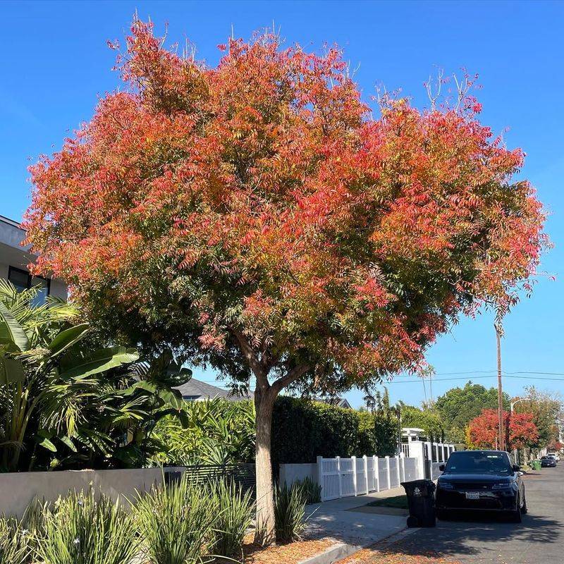Chinese Pistache (Pistacia chinensis)