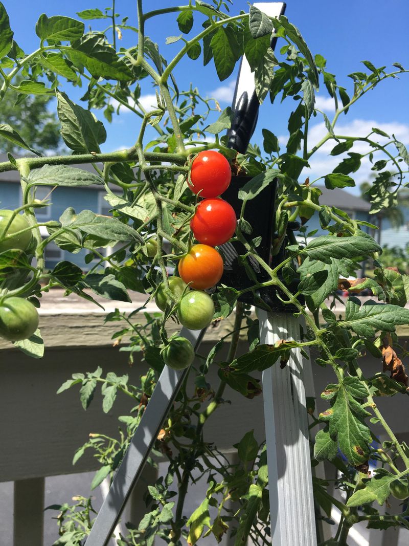 Cherry Tomatoes Hold On When Regular Tomatoes Fail