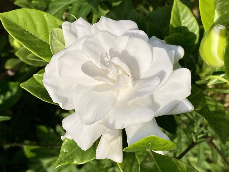 Fragrance And Structure Come Together In Gardenias