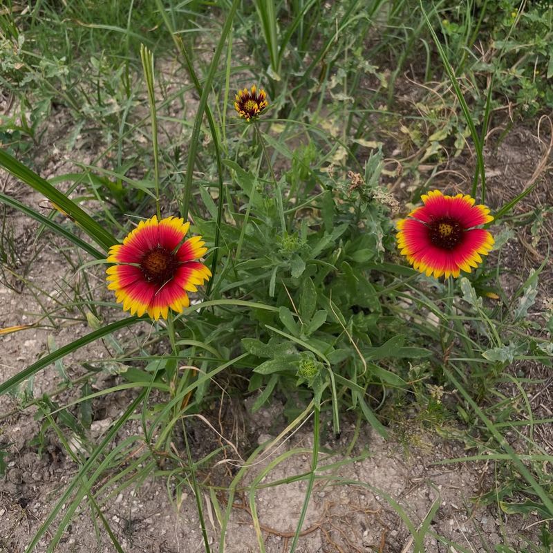 Native Strength And Adaptability