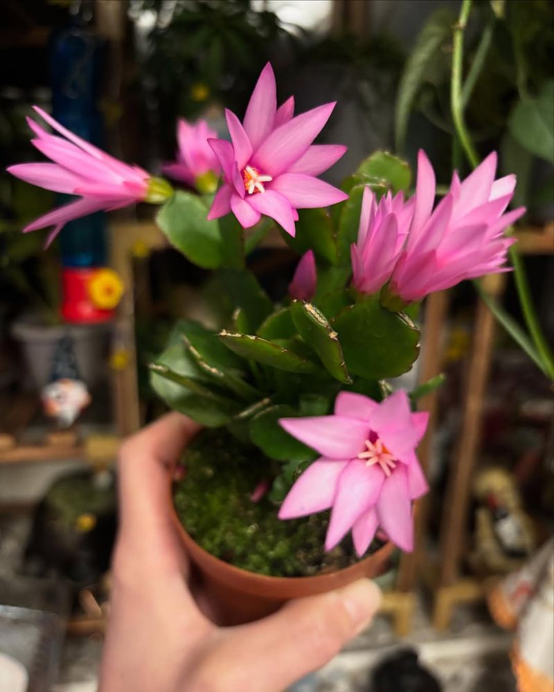 Slightly Root Bound Plants Bloom Better