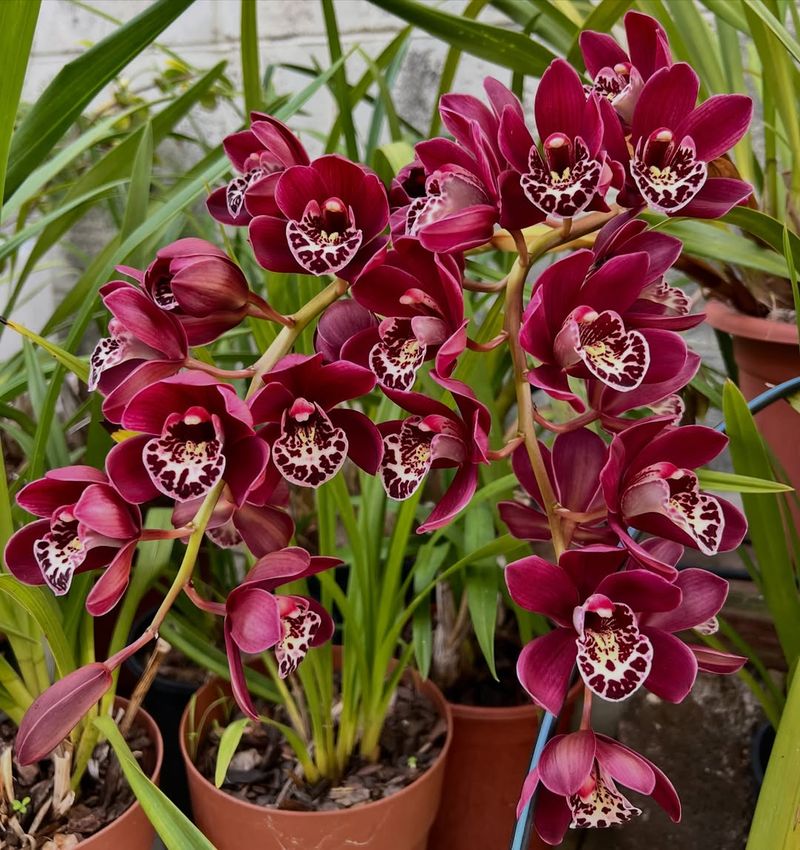 Bold Patterns Give Cymbidium A Luxe, Gift-Worthy Look