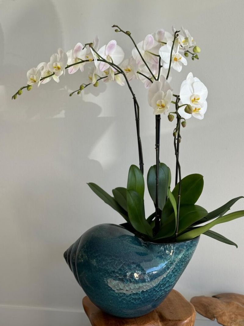 Exotic Appearance Creates Unforgettable Impressions