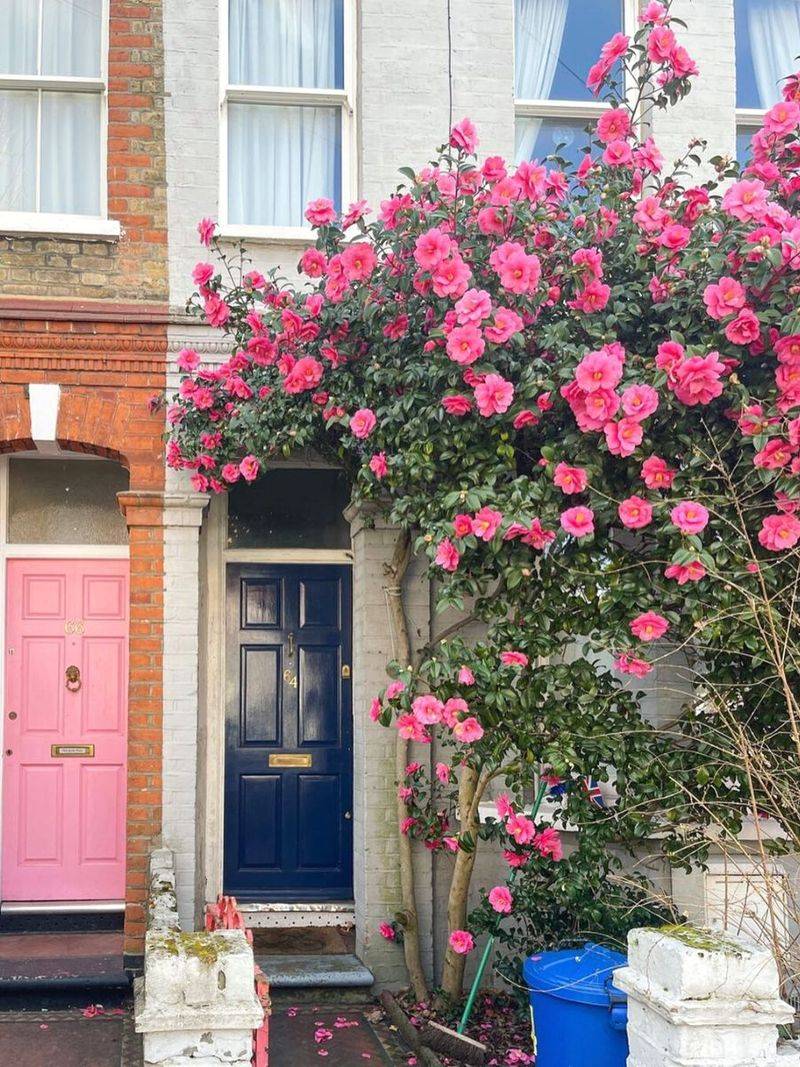 Low Maintenance Once Established