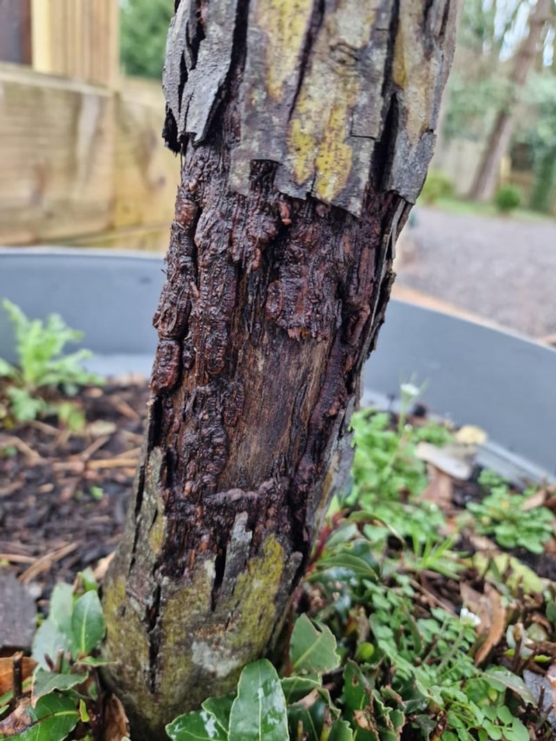 Peeling Or Lifting Bark After Cold Nights