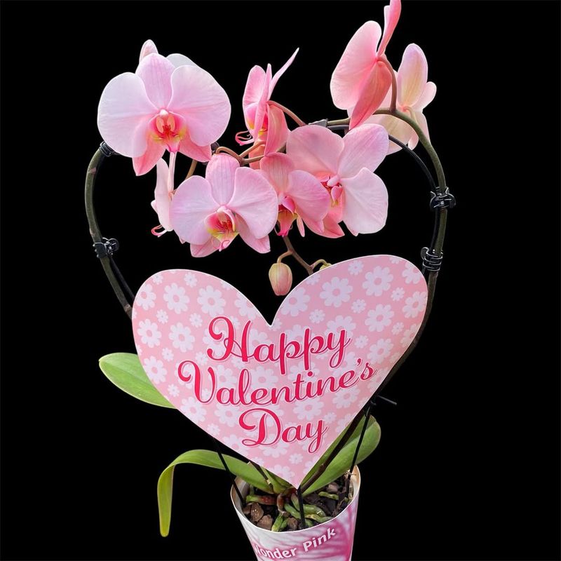 Why Orchids Are Stealing Valentine's Day