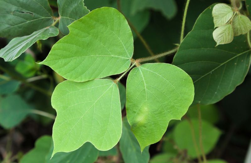 Check The Leaves: Three Broad Leaflets