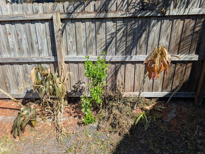 Wait Before Removing The Plant