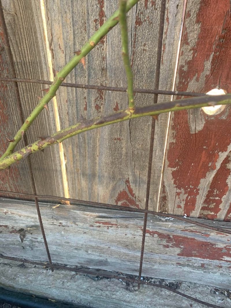 Remove Damaged And Crossing Canes First