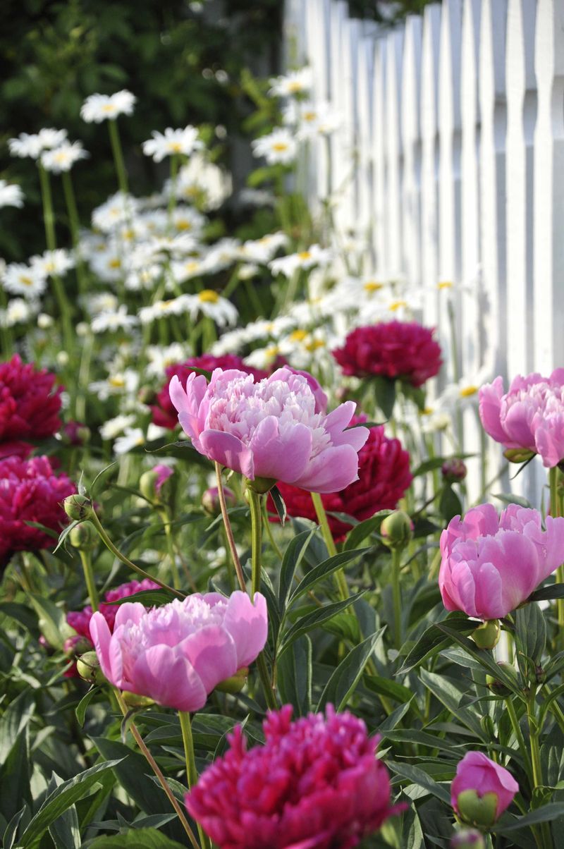 Spreads Gently And Comes Back Every Year