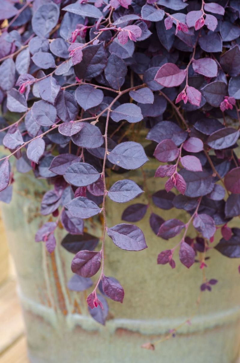 Heat And Humidity Are No Problem For Loropetalum