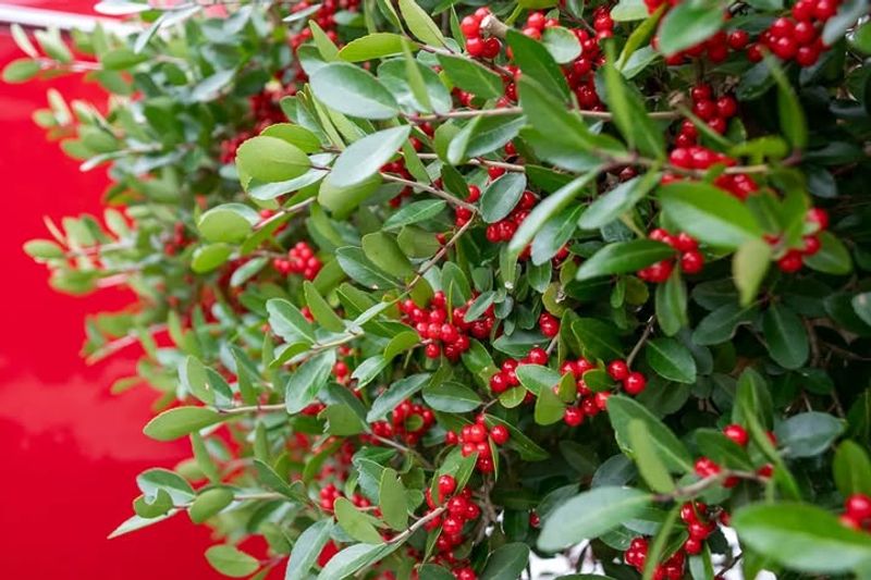 Yaupon Holly Brings Bright Red Winter Berries