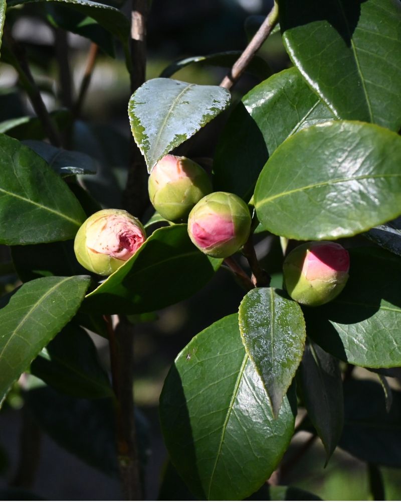 Camellia Blooms Sometimes Drop After Temperature Swings